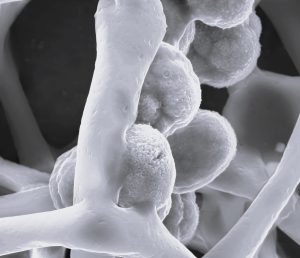 microscope image of nanofibers made by electrospinning